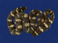 藏品(飯島氏海蛇)的圖片